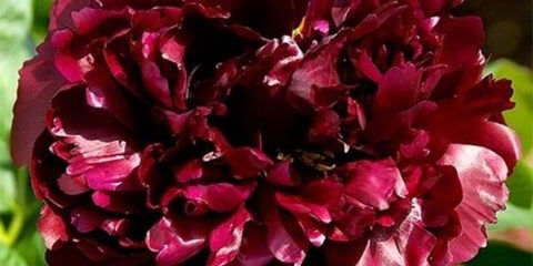 Božur crna ljepota: fotografija i opis, recenzije